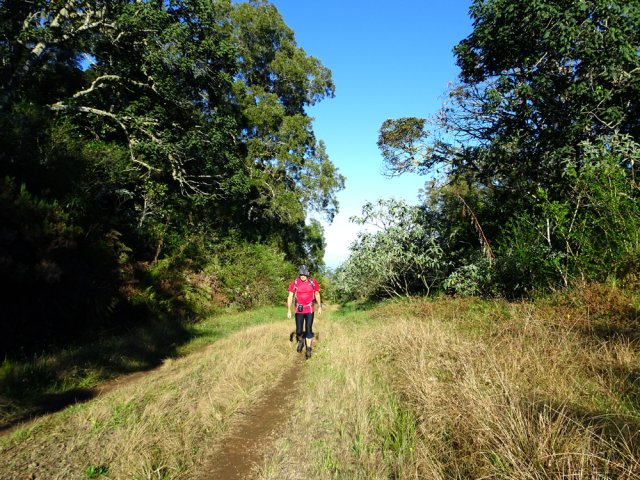 Pas de difficulté pour remonter la Piste Forestière des Palmistes