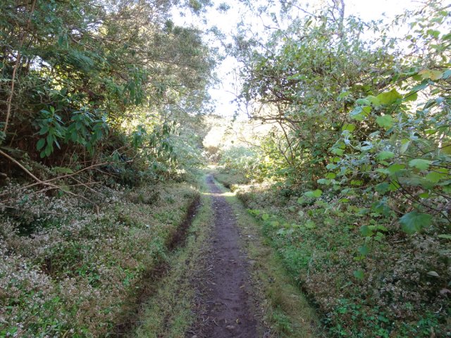 Une autre portion de la RF des Palmistes, beaucoup plus boueuse
