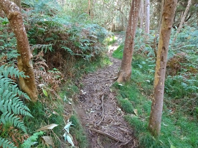 Le sentier qui remonte vers la RF Bernica est utilisé par les vététistes