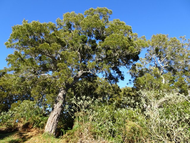 Ces tamarins des Hauts ont toute la lumière nécessaire à leur développement