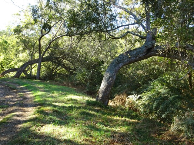 Série de tamarins couchés en fin de piste Bernica