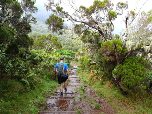 Descente sur sentier humide vers la Plaine des Tamarins