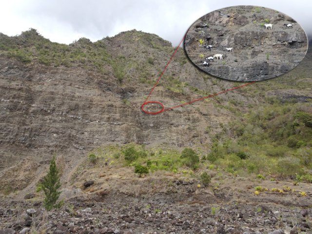 Des chèvres jouent les équilibristes sur la paroi de la falaise