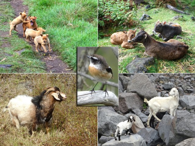 D'autres rencontres animales durant la boucle