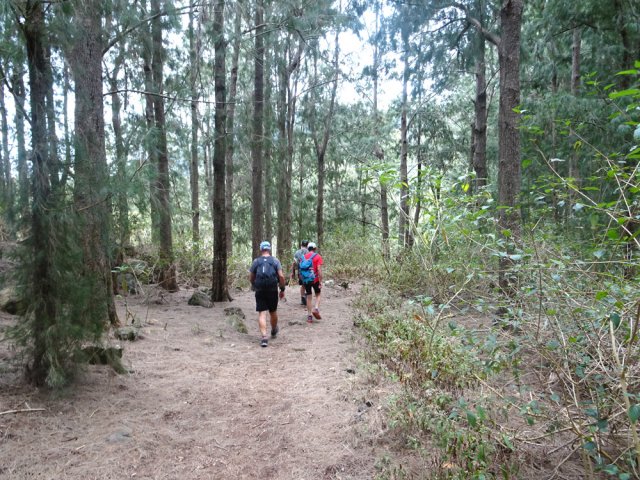 Sentier entre les filaos avant la prairie de la Plaine aux Sables
