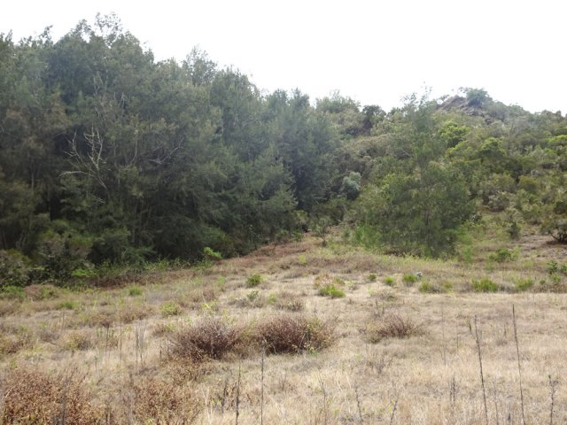 Suivre le petit sentier vers la lisière des filaos