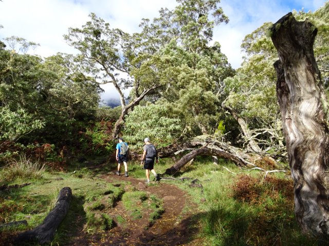 La traversée de la Plaine des Tamarins est de tout repos
