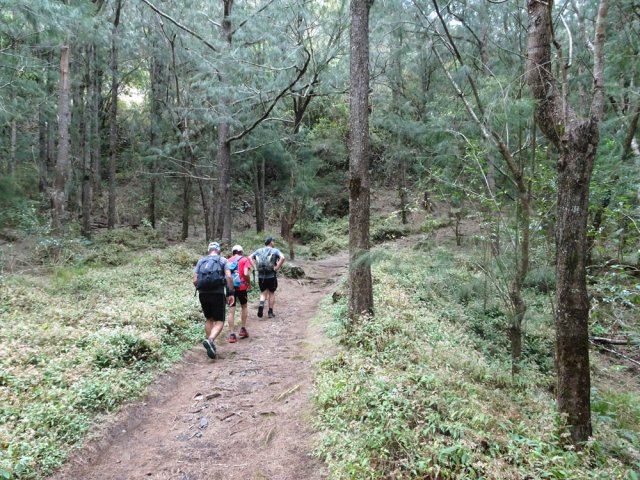 Fin de la descente dans de nouveaux filaos vers le GR
