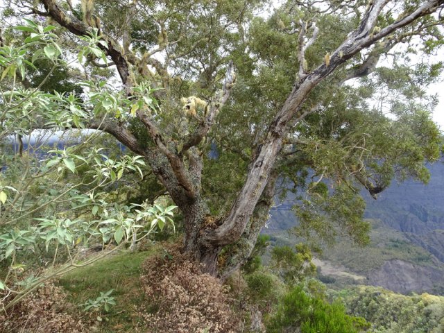 Remarquable tamarin en fin de montée pour de beaux points de vue sur le cirque