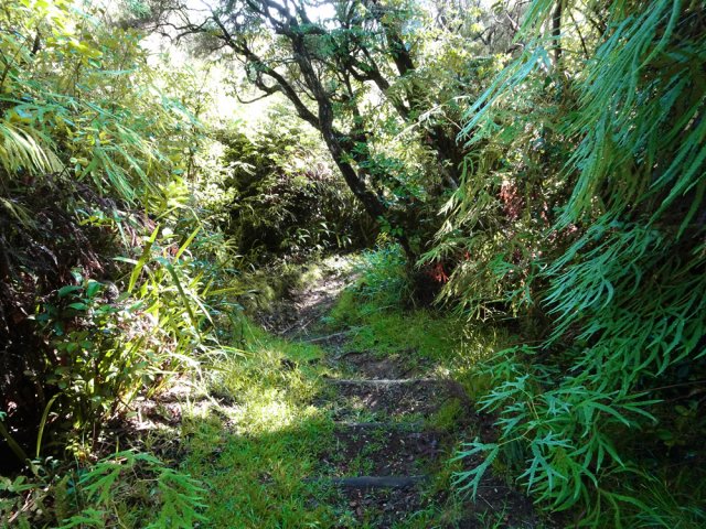 Le sentier qui descend au bassin en rive gauche