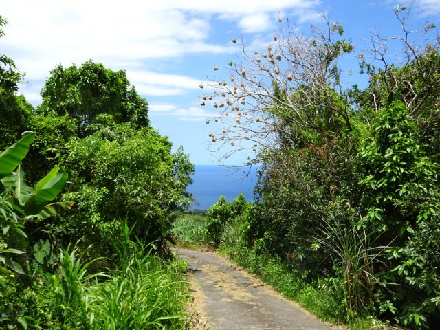 Les tisserins se sont installés, preuve de la tranquillité de la route