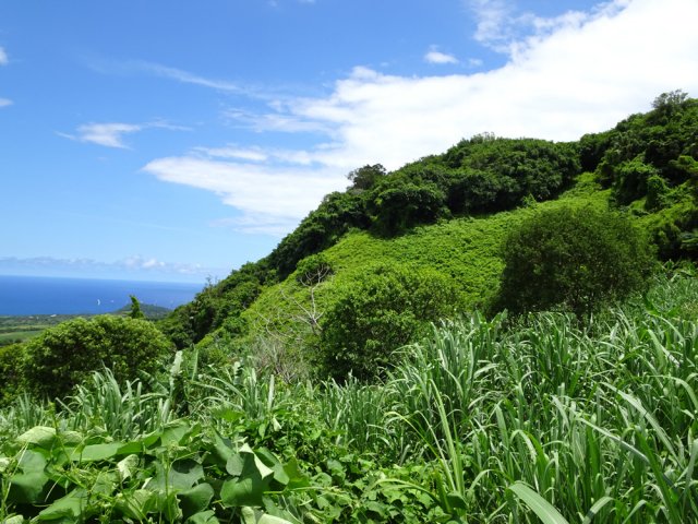 Un versant est envahi de vigne marronne