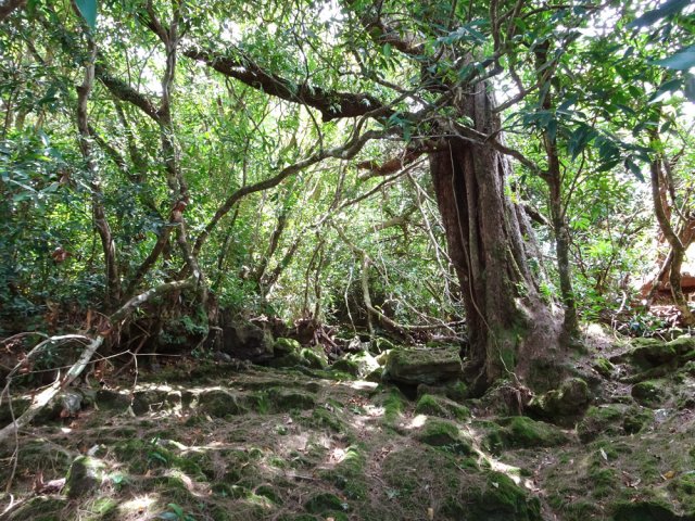 On peut s'approcher d'une ravine sauvage peuplée de quelques gros filaos