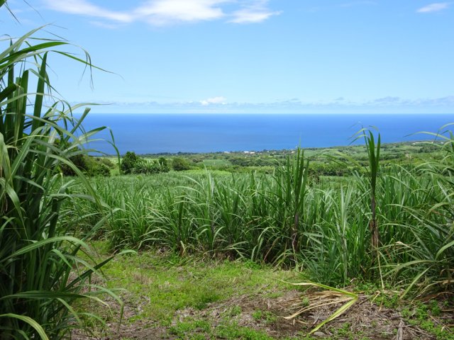 Nouveaux panoramas dans les trouées de la canne