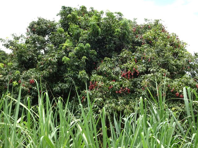 Un pied de letchi au milieu des cannes