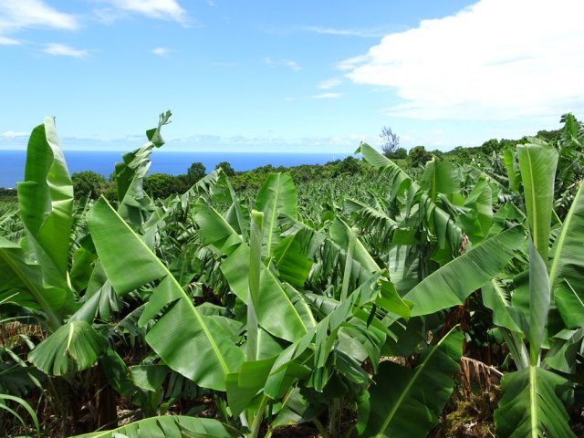 On croise également quelques grandes bananeraies