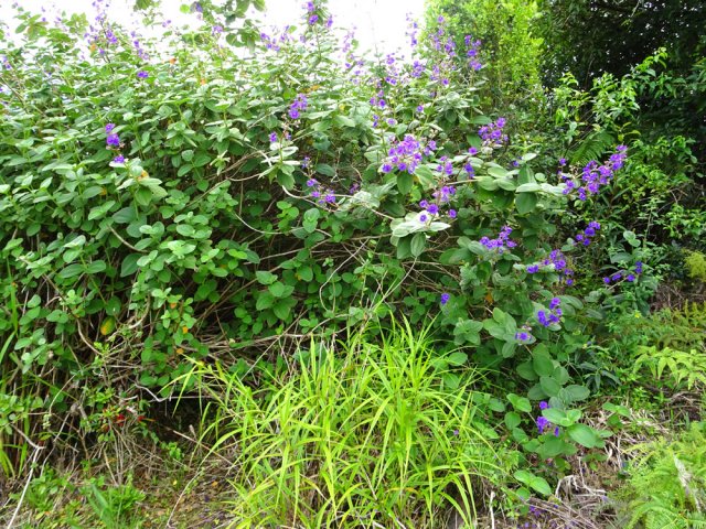 La route débute en face de ce pied de Tibouchine