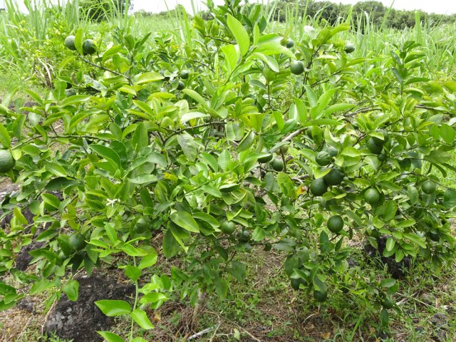 Un citronnier proche de la chapelle