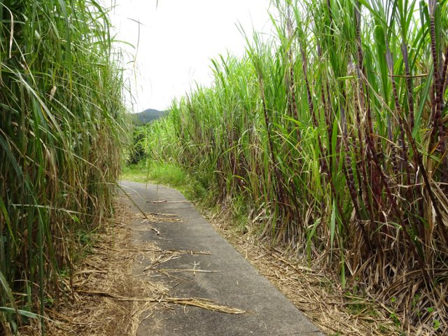 La remontée débute sur une route encore plus étroite