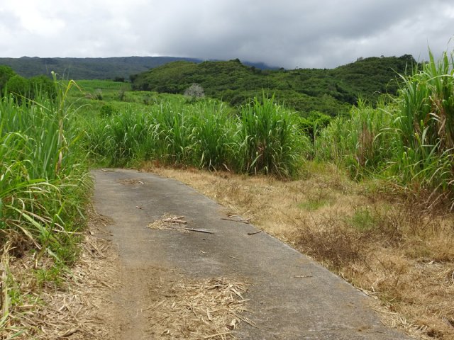 C'est encore dans les cannes que l'on remonte vers le Piton Galets