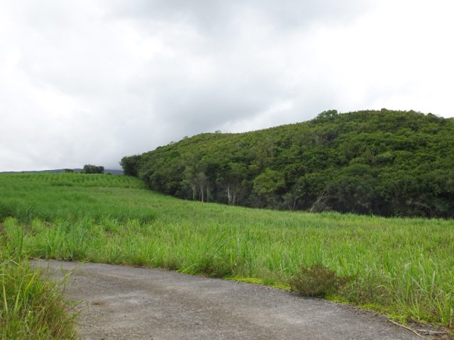 Il y certainement un sentier pour visiter la forêt