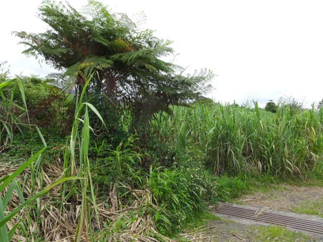 Il reste quelques fougères arborescentes dans les cannes