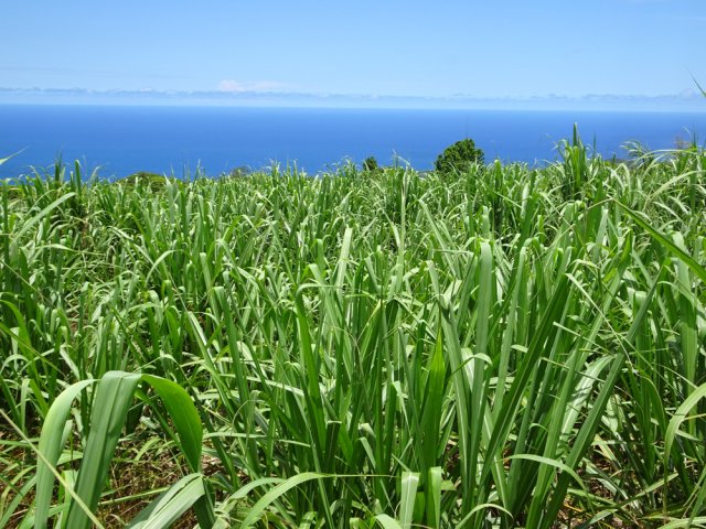 Il faudra s'habituer aux cannes à sucre dès le départ