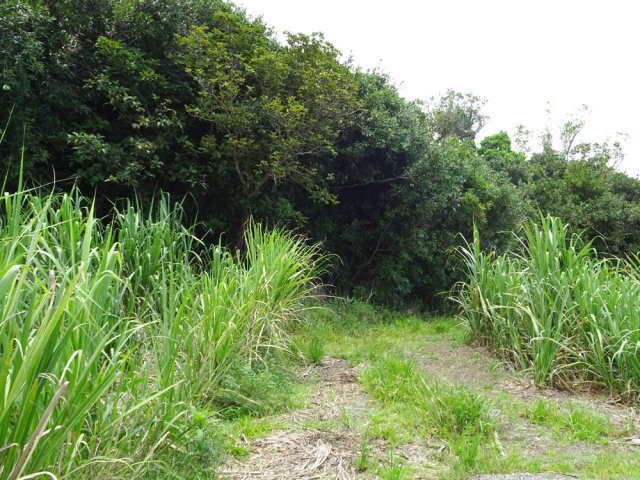 Il n'y a pas que de la canne. On longe parfois des parties boisées