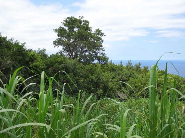 Quelques vieux filaos épargnés par les cyclones dépassent des bois