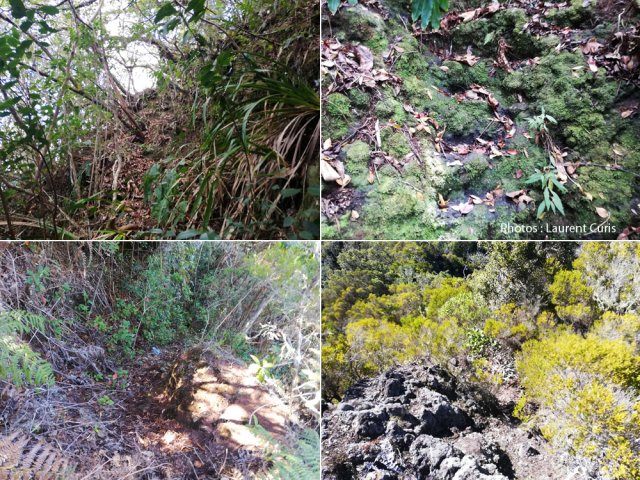 Quelques portions de sentier en forte montée dont quelques vestiges de marches