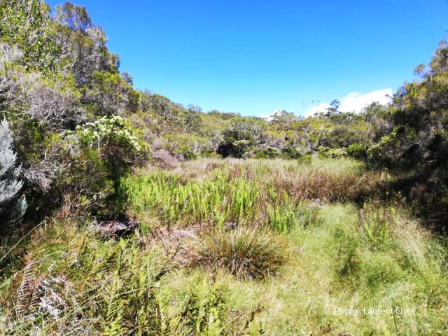 Arrivée à une large clairière couverte d'herbes et de fougères