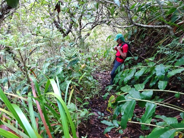 Une idée du sentier dans une rare portion plate