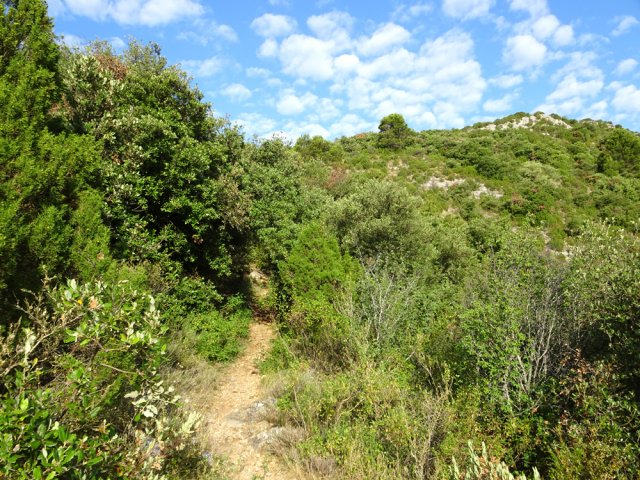 Végétation toujours verte où chantent les cigales