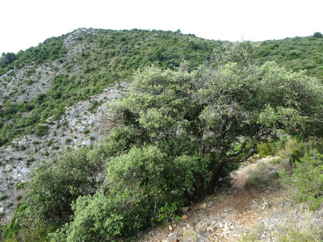 Un autre chêne vert caractéristique