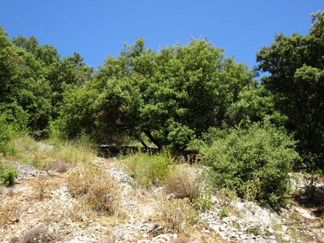 L'arbre aux racines, qui domine le gouffre géant situé 7 mètres en-dessous