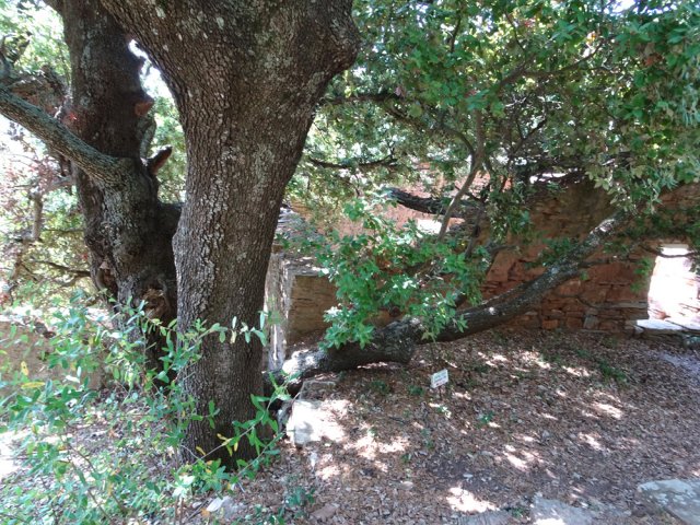 Un énorme chêne vert près de la ruine d'une habitation