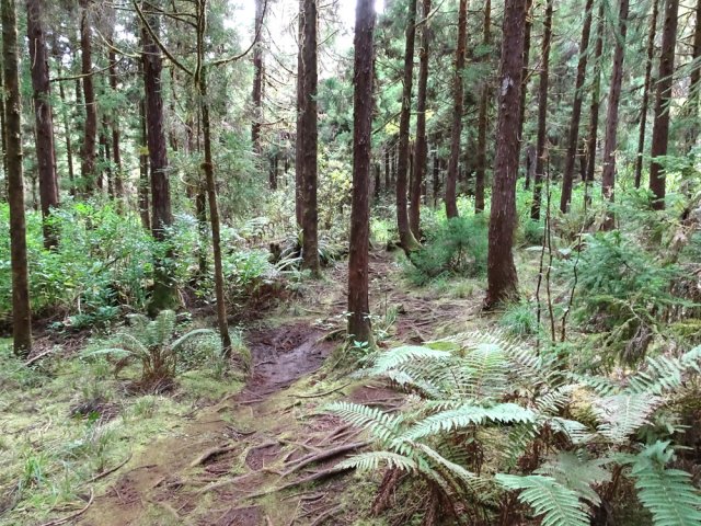 Descente plus ou moins marquée en direction de la ravine