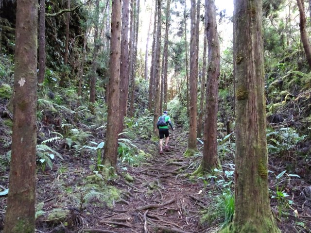 Montée constante sur les racines des cryptomerias