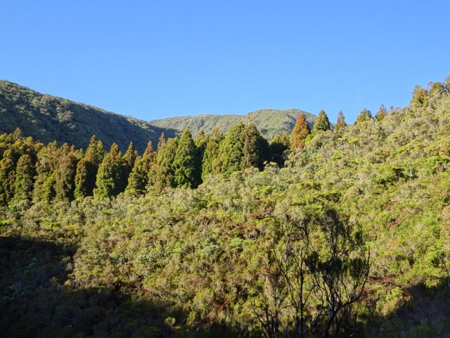 Les flancs du Piton Doré recouverts de branles, fougères et arbustes fleuris