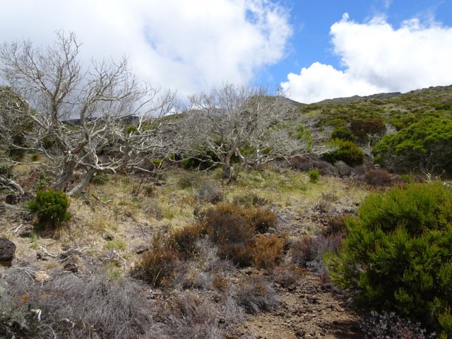 Le paysage avant la jonction avec le sentier du Piton Rouge.