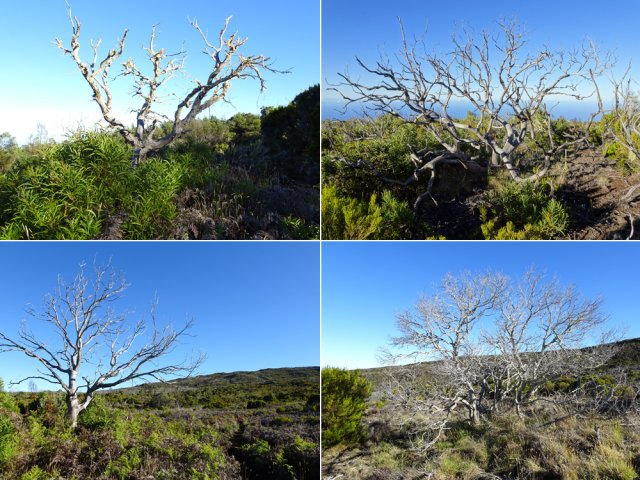 D'anciens incendies ont laissé de belles sculptures d'arbres