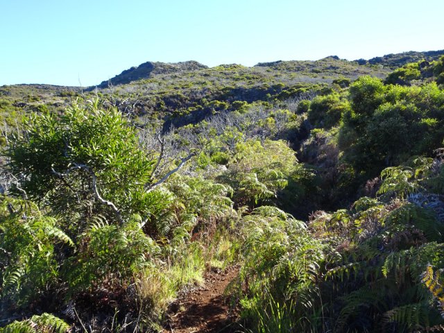 Le paysage classique de la planèze recouverte de brandes