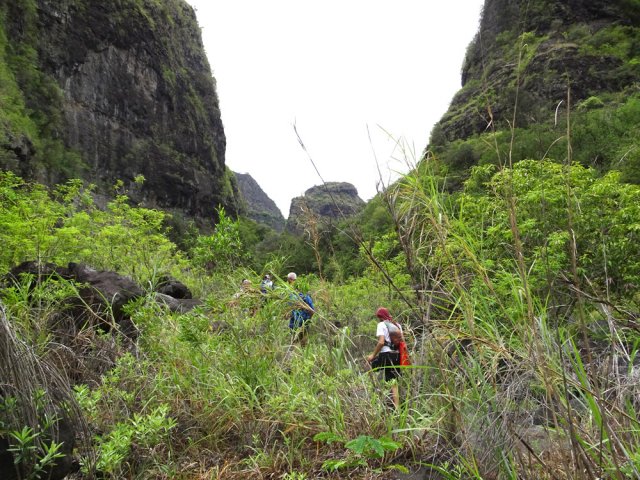Un tiers de la montée s'effectue dans les hautes cannes fourragères très coupantes