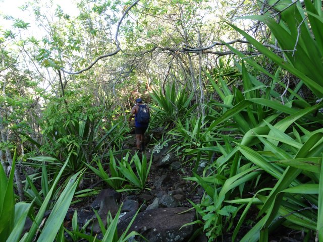L'étroit sentier rejoignant le point de vue sur la Grande Ravine des Lataniers