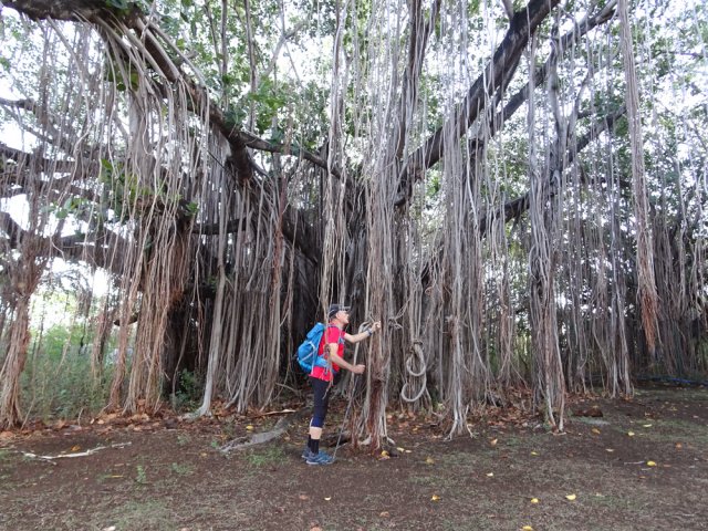 Certains atteignent des tailles remarquables