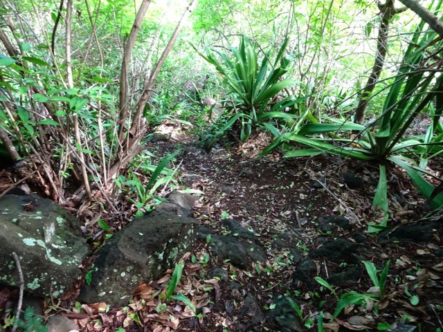 Une idée du sentier, facile à suivre des yeux, beaucoup moins des jambes