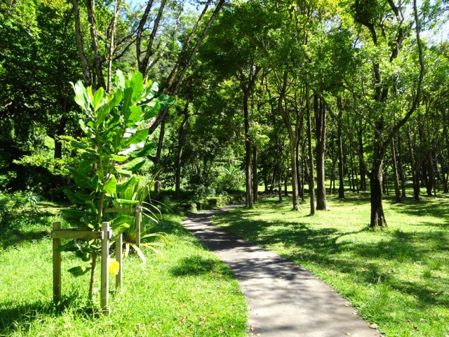 De jeunes plantations remplacent les arbres abattus par le dernier cyclone