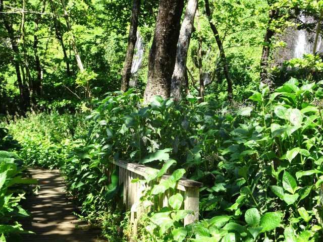 Une autre, plus envahie mais qui doit être nettoyée périodiquement