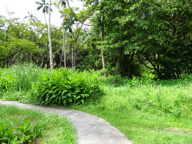 La boucle se poursuit dans les cannas
