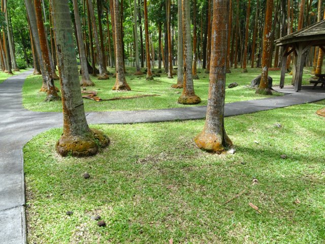 Remarquer les pieds d'éléphant des cocotiers